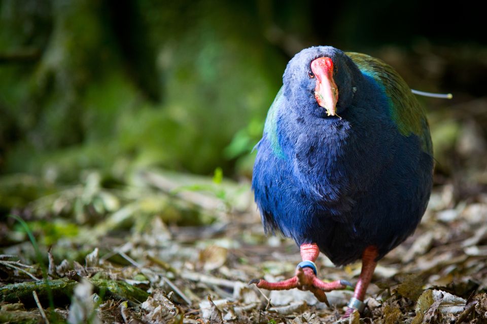 Zealandia Twilight Ecosanctuary Tour - Location
