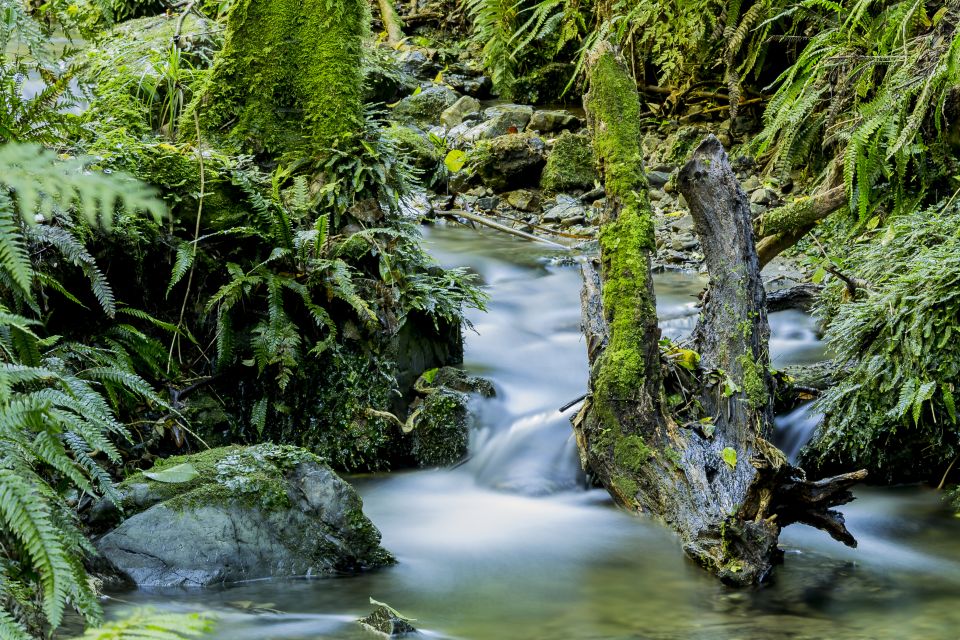 Zealandia Twilight Ecosanctuary Tour - Tour Experience