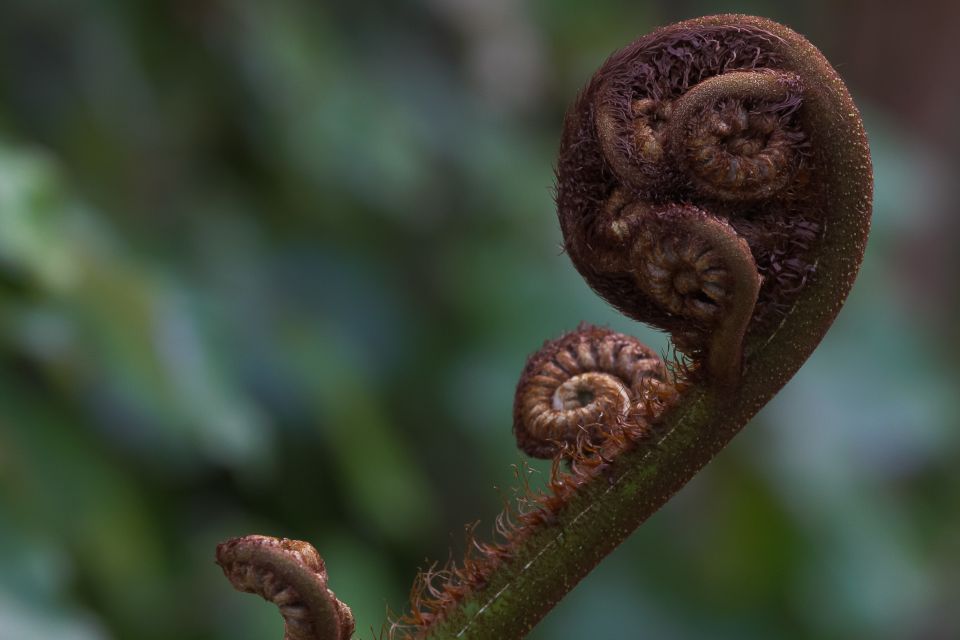 Zealandia Twilight Ecosanctuary Tour - Customer Reviews