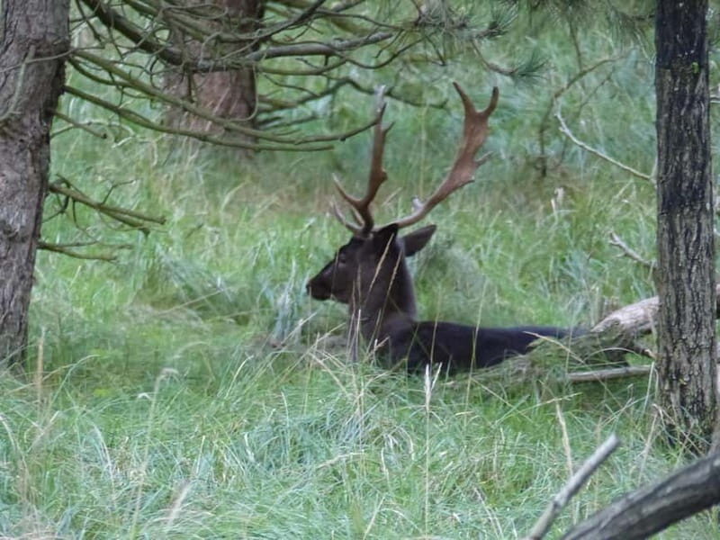 Zeeland: Guided Bos en Duin Safari NL/DE - Practical Aspects and What to Bring