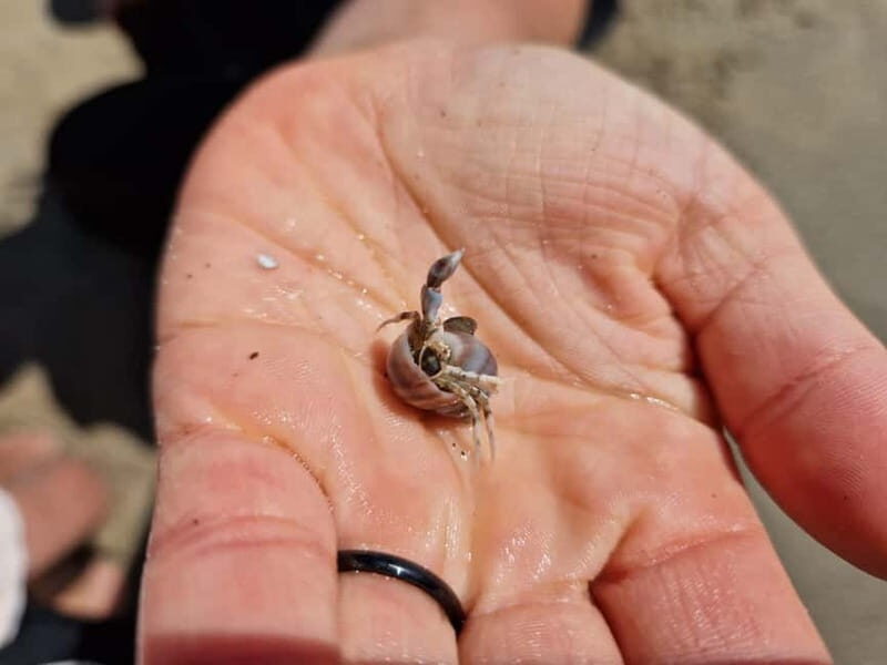 Zeeland Strand safari met visnet NL/DE - FAQs