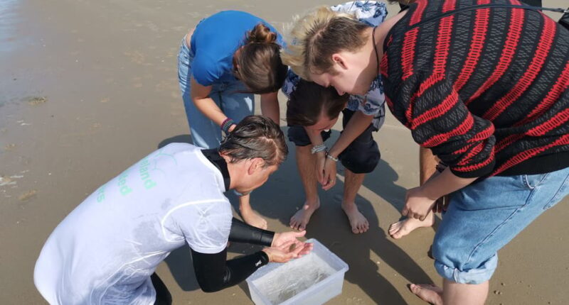 Zeeland Strand safari met visnet NL/DE - An In-Depth Look at the Zeeland Beach Safari