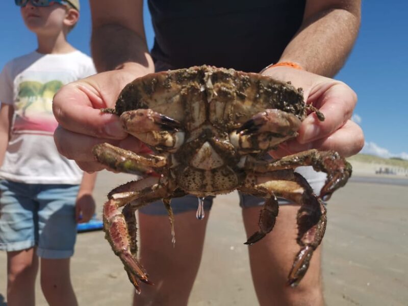 Zeeland Strand Safari Met Visnet Nl/En/De Private Tour - Activity Description