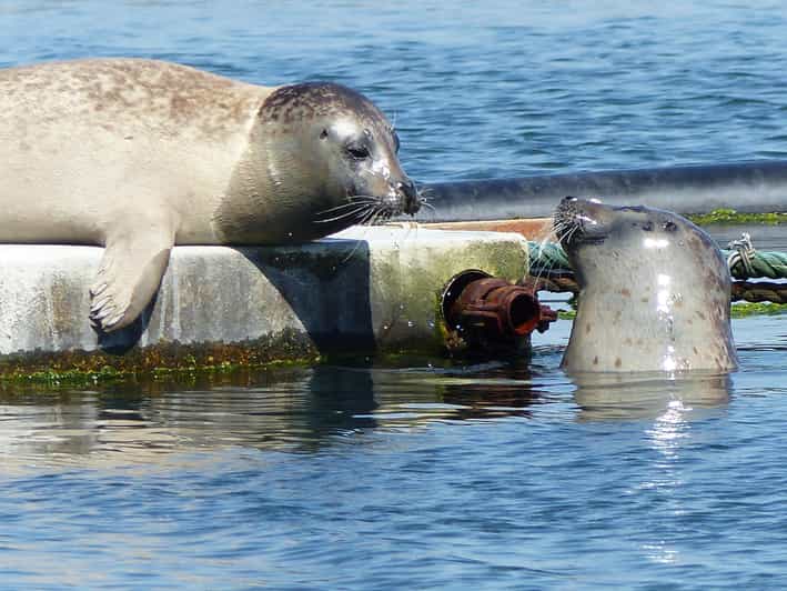 Zeeland Zeehonden strand safari NL/DE - Frequently Asked Questions