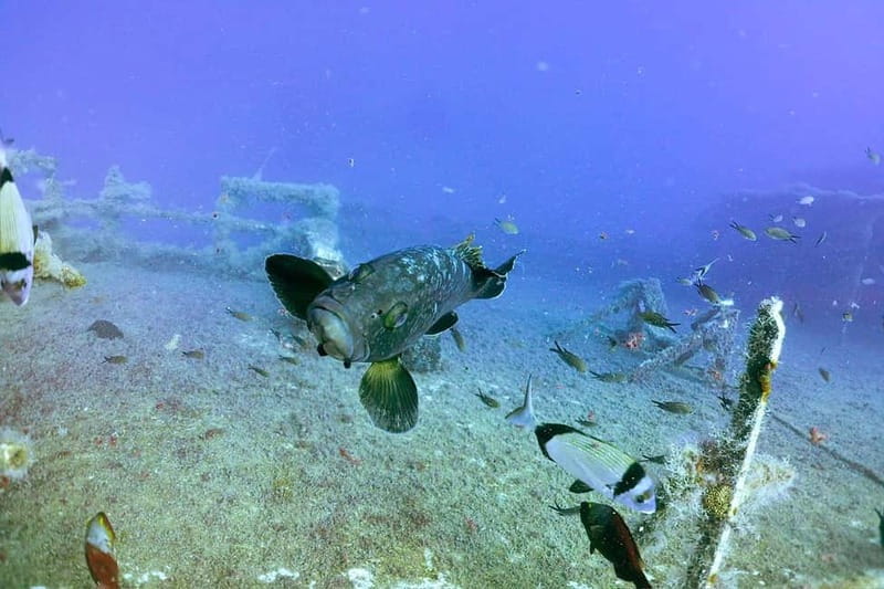 Zenobia Wreck: Private Guided Dive - Who Should Book This Tour?