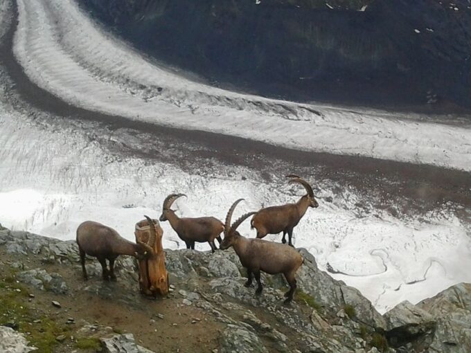 Zermatt: Village Walk and Mt. Gornergrat Private Tour - Inclusions and Exclusions