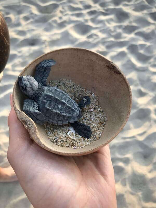 Zihuatanejo, Guerrero: Turtle Release Experience - An In-depth Look at the Turtle Release Experience