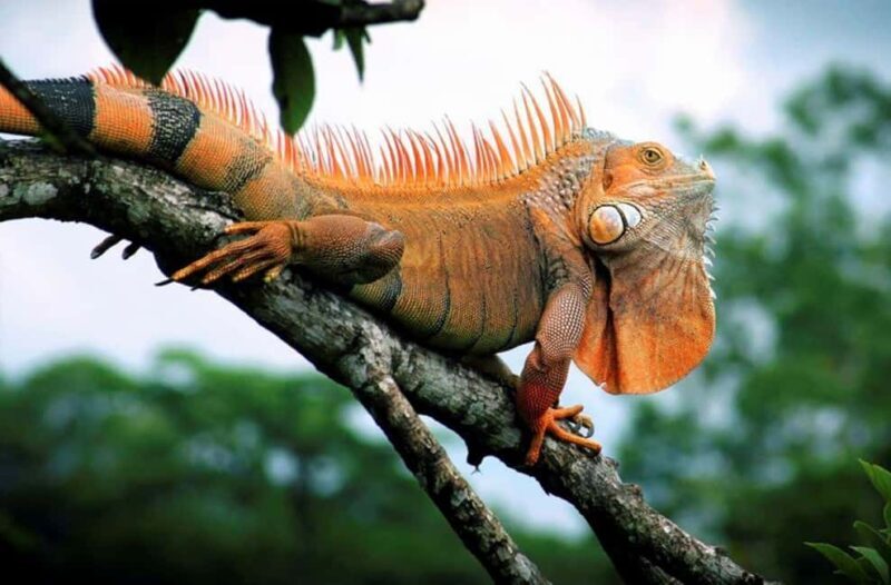 Zihuatanejo Ixtapa: Super Combo Tour - FAQ