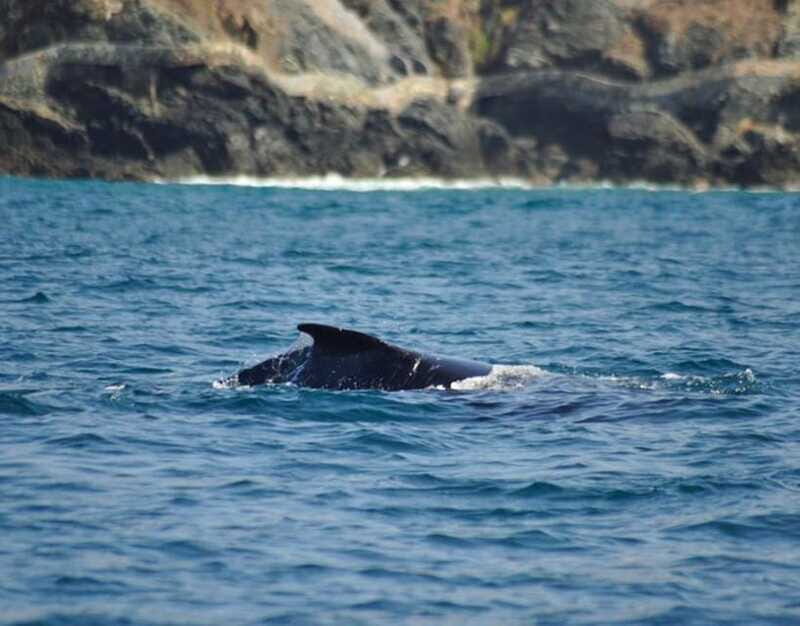 Zihuatanejo: Marine Life Observation Tour - A Closer Look at the Experience