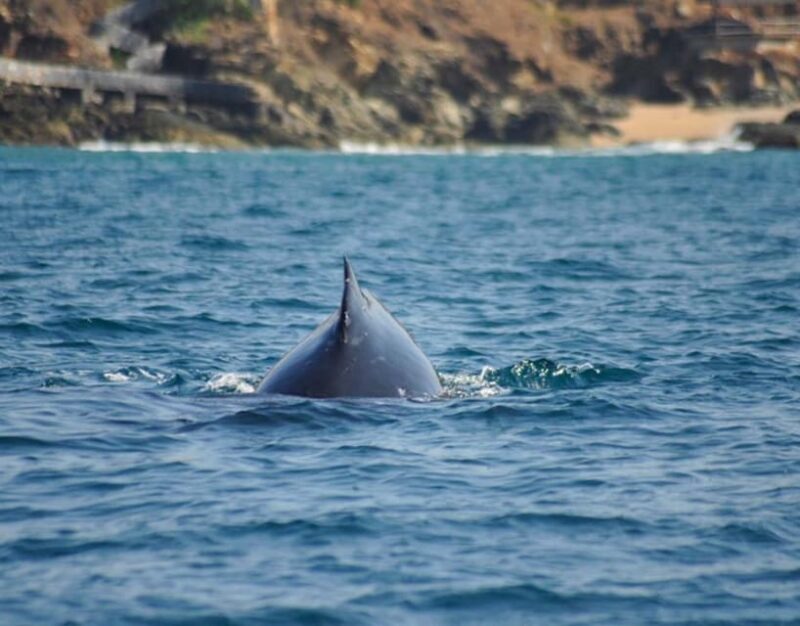 Zihuatanejo: Marine Life Observation Tour - FAQ