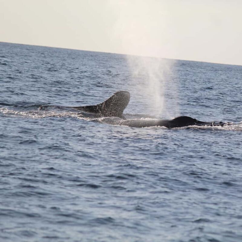 Zihuatanejo: Whale Encounter Experience - Key Points