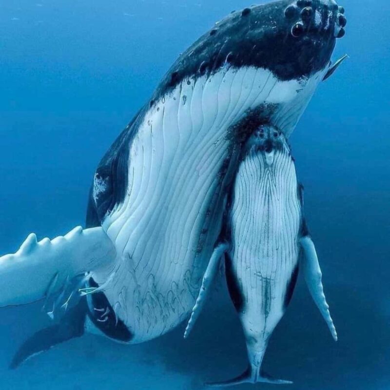 Zihuatanejo: Whale Encounter Experience - An In-Depth Look at the Whale Encounter Experience