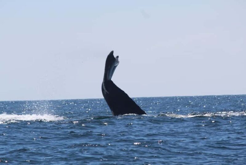 Zihuatanejo: Whale Encounter Experience - Final Thoughts