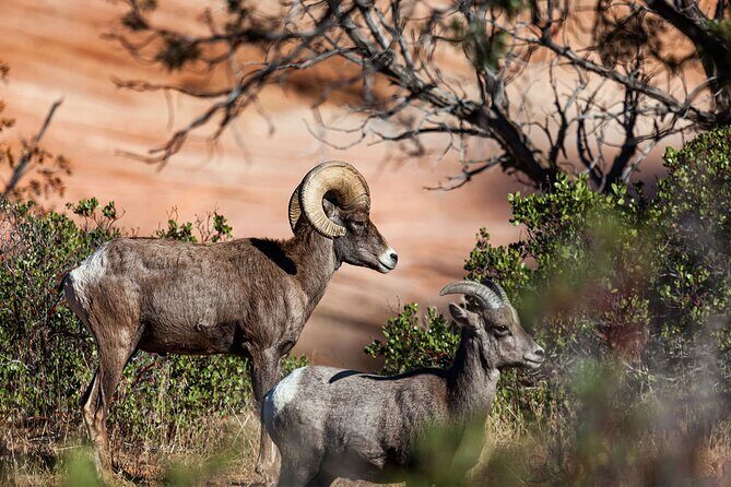 Zion National Park by Tour Trekker - Frequently Asked Questions