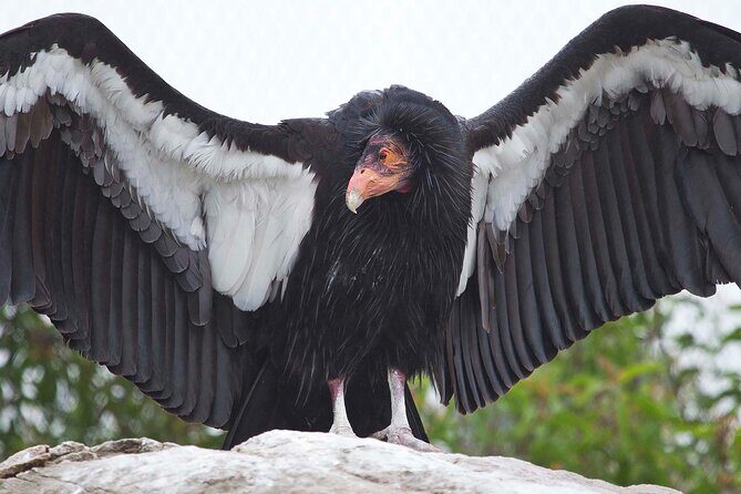 Zion National Park Limited Edition Bird Watching Tour - Meta Description