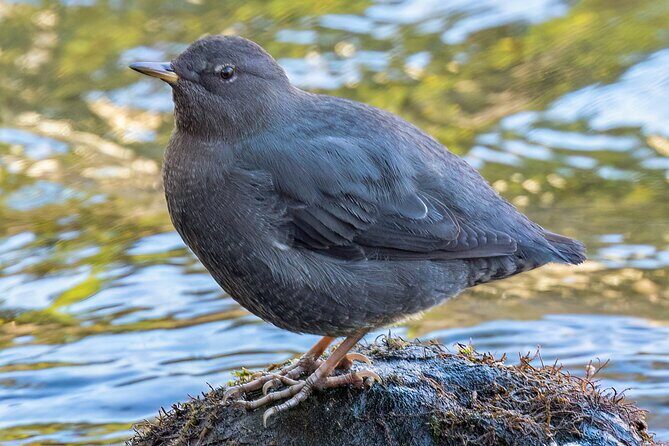 Zion National Park Limited Edition Bird Watching Tour - Why This Tour Is Worth Considering