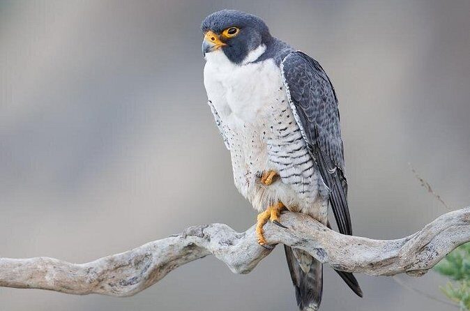 Zion National Park Limited Edition Bird Watching Tour - The Sum Up