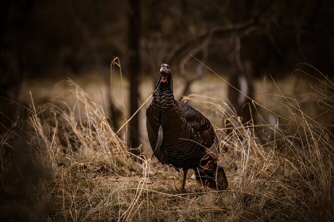 Zion National Park Self-Guided Driving & Shuttling Tour - The Zion-Mount Carmel Tunnel and East Temple