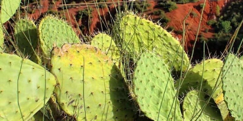 Zipline and Breakfast Experience in the Atlas Mountains - Detailed Itinerary