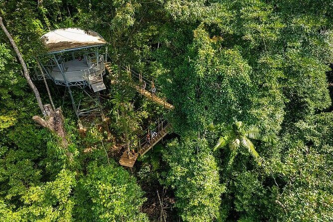 Ziplining Cape Tribulation with Treetops Adventures - The Experience in Detail