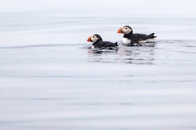 Zodiac Coastal Tour with Naturalist Guide: Lunenburg - Discovering Lunenburg and the Coastline