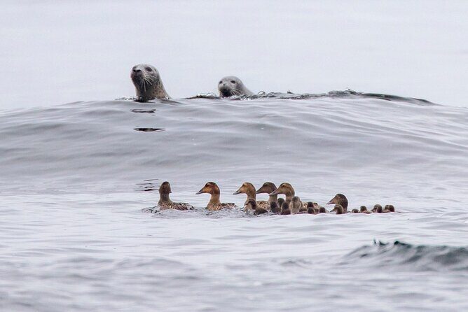 Zodiac Coastal Tour with Naturalist Guide: Lunenburg - FAQ