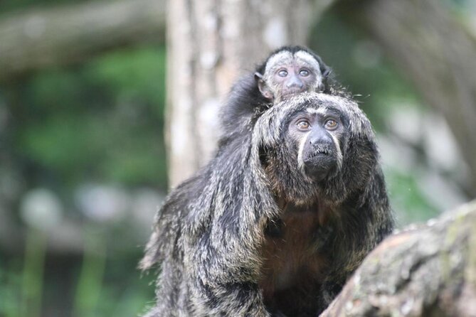 Zoo Of Beauval - Private Trip - Good To Know