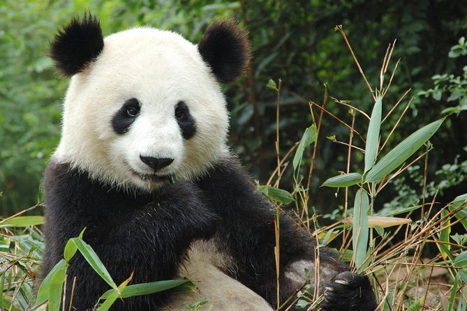 Zoo Of Beauval - Private Trip - Pickup and Drop-off Details
