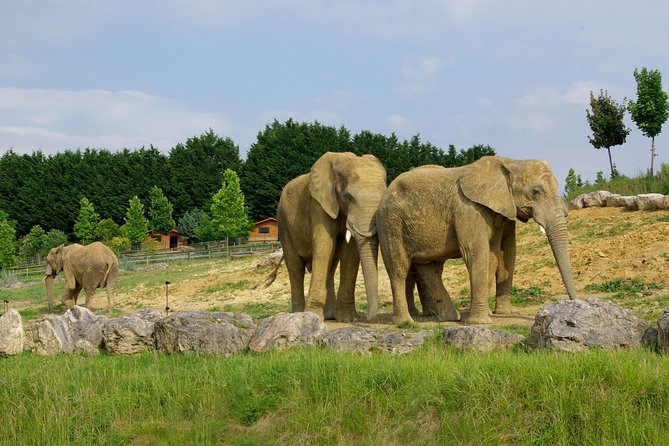Zoo Of Beauval - Private Trip - Experience During the Tour