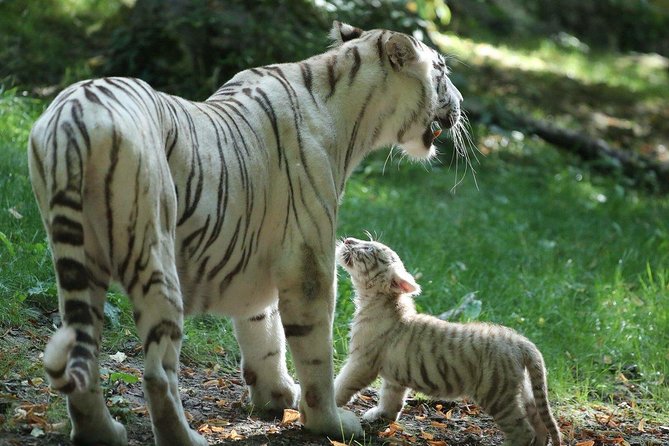 Zoo Of Beauval - Private Trip - Accessibility and Accommodations