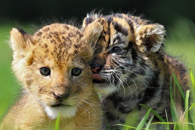 Zoo Of Beauval - Private Trip - Benefits of the Private Trip