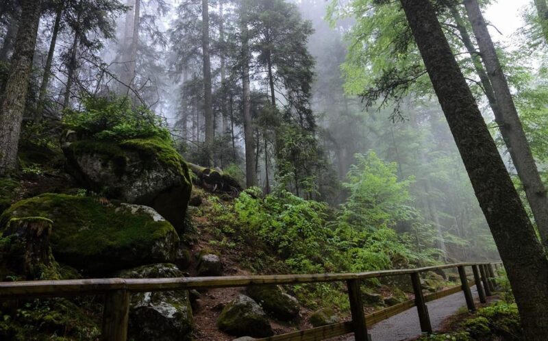 Zürich/Lucerne: Rhine Falls, Titisee & Black Forest Day Trip - Leisure at Titisee Lake