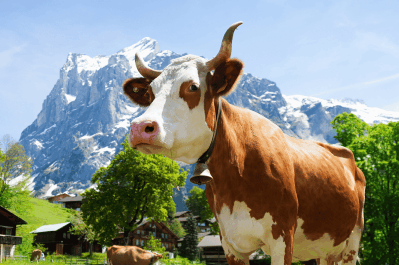 Zurich: Rhine Falls, Chocolate & Cheese Factory Day Trip - Appenzeller Schaukäserei Tour