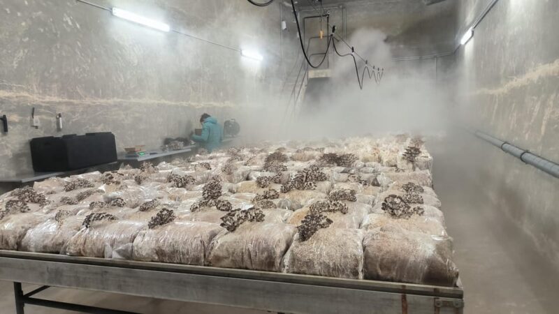 Zurich's Best-Kept Secret: the Hidden World of Mushrooms! - Key Points