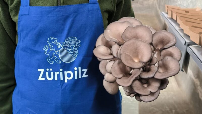 Zurich's Best-Kept Secret: the Hidden World of Mushrooms! - Experience and Activities