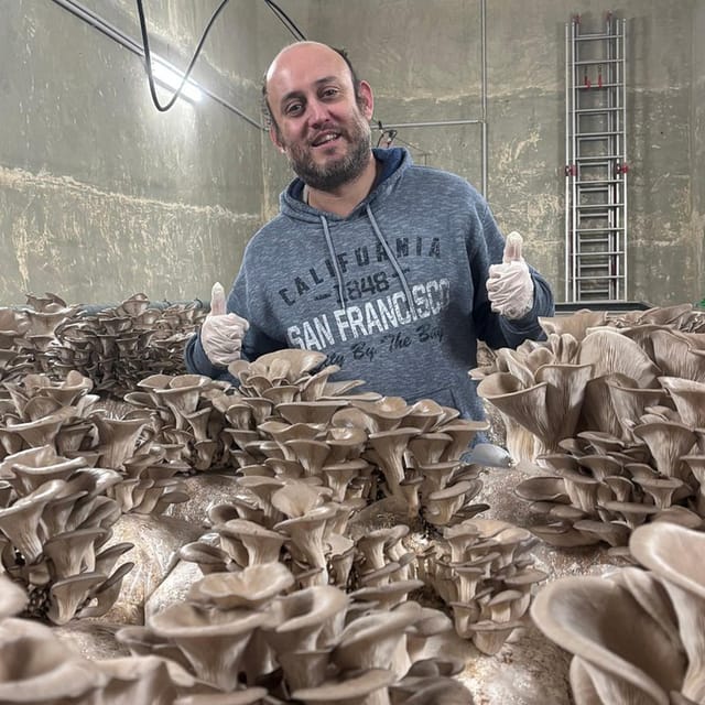 Zurich's Best-Kept Secret: the Hidden World of Mushrooms! - Mushroom Products and Sales
