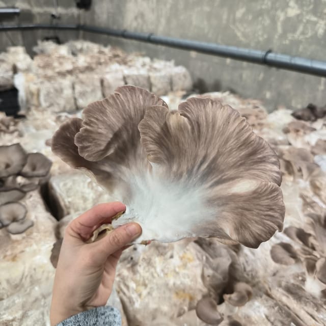 Zurich's Best-Kept Secret: the Hidden World of Mushrooms! - Location and Meeting Point