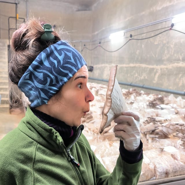 Zurich's Best-Kept Secret: the Hidden World of Mushrooms! - Preparation and Safety