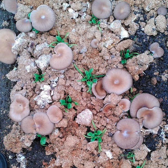 Zurich's Best-Kept Secret: the Hidden World of Mushrooms! - Benefits of Urban Mushroom Production