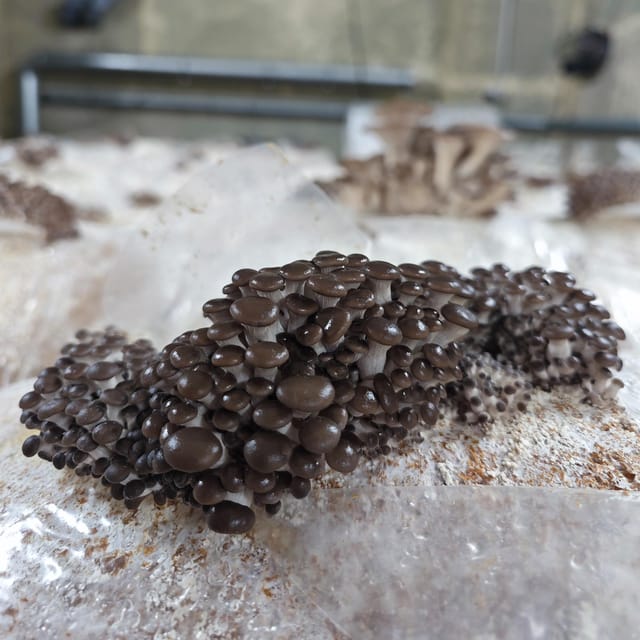 Zurich's Best-Kept Secret: the Hidden World of Mushrooms! - Ask Away